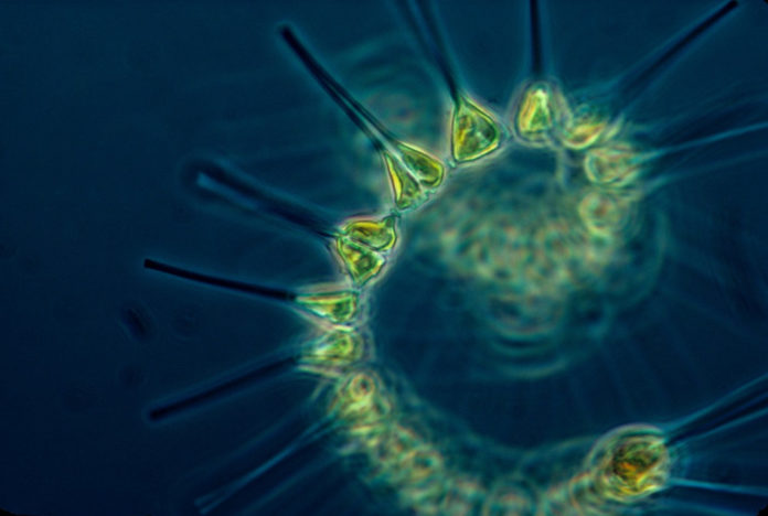 plankton fitoplankton mare