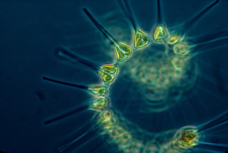 Ecco come il plankton modifica il clima
