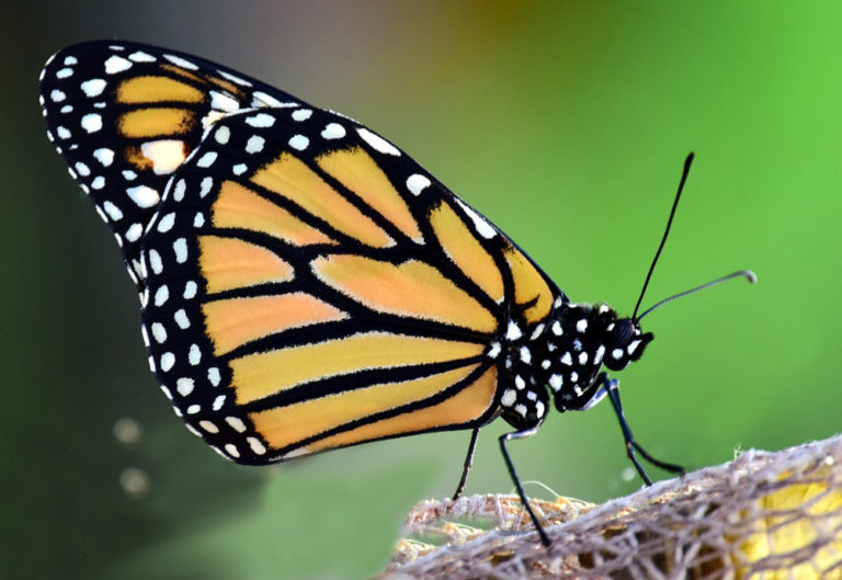 Ogm – Il mais Mon810 danneggia le farfalle Monarca