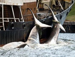 In Islanda uccise le prime due balenottere comuni