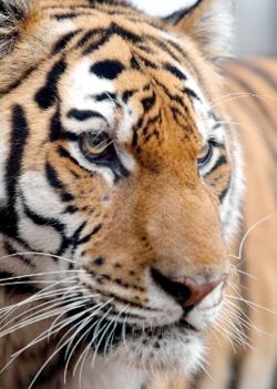 Nell’anno delle foreste uccise 40 tigri