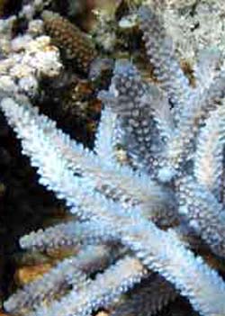 Certi coralli si difendono dall’effetto serra