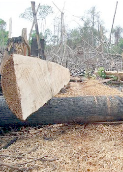In 60 contro la deforestazione