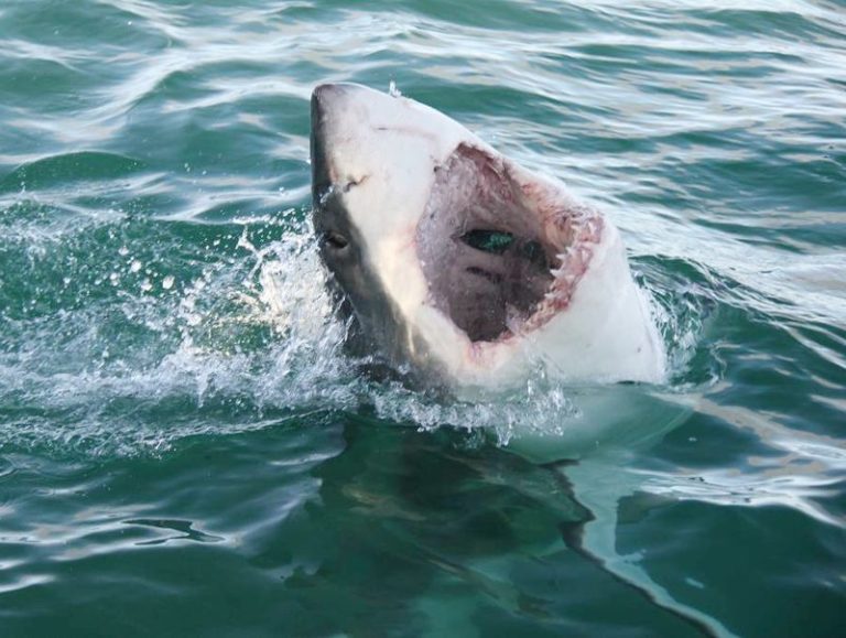 Allarme grandi squali bianchi