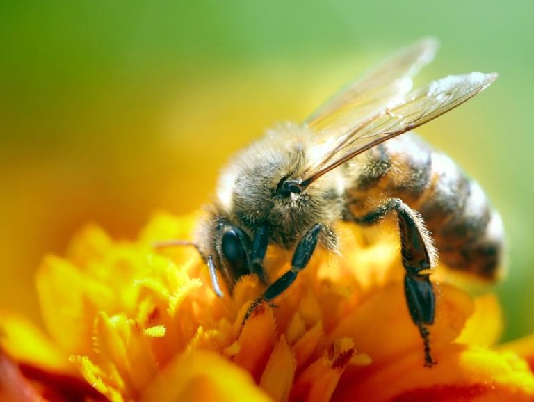 I neonicotinoidi non danneggiano solo le api…