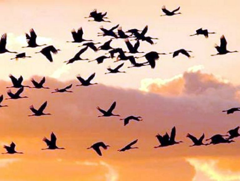 La Giornata mondiale degli uccelli migratori