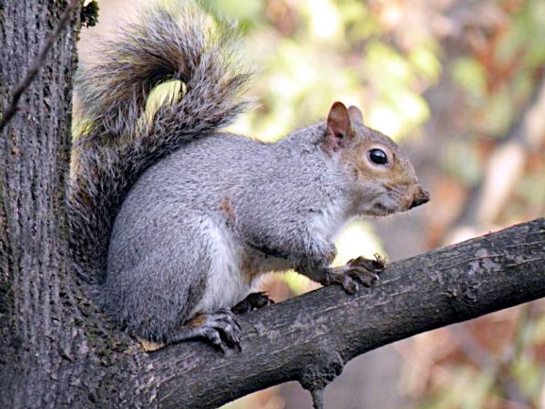 Stop e al commercio degli scoiattoli grigi