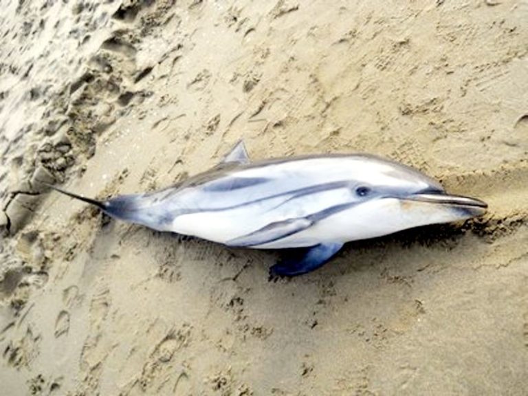 Moria di delfini nel Tirreno