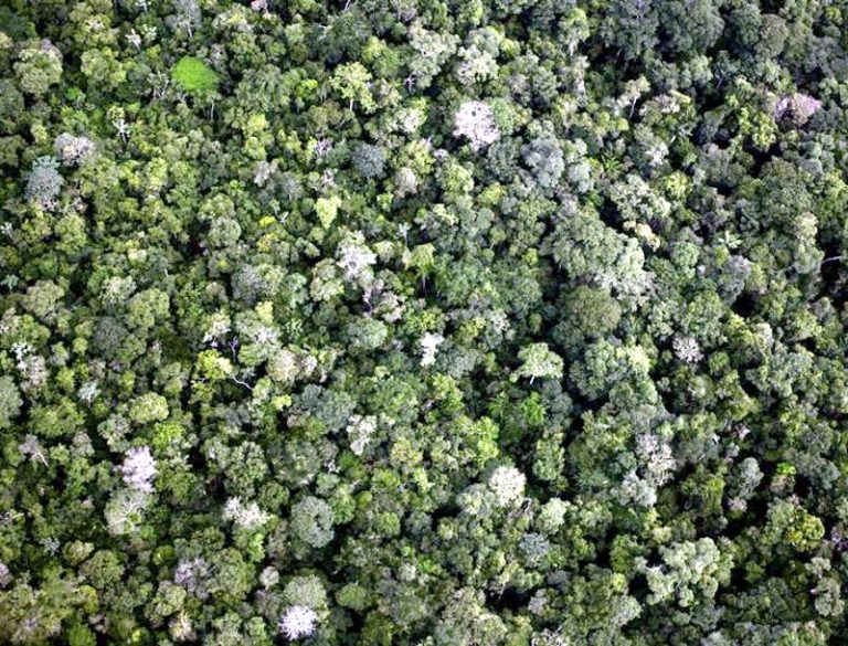 Le foreste tropicali assorbono più anidride carbonica