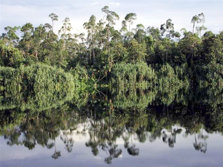 Annunciano deforestazione zero… ma i conti non tornano