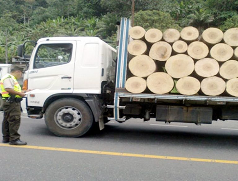 Continua la deforestazione del Borneo
