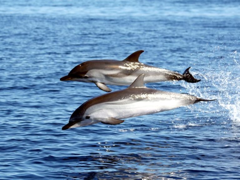 Se i delfini… disertano