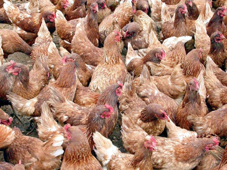È già bufera sulla Direttiva Ue per la disciplina d’allevamento dei polli Broiler