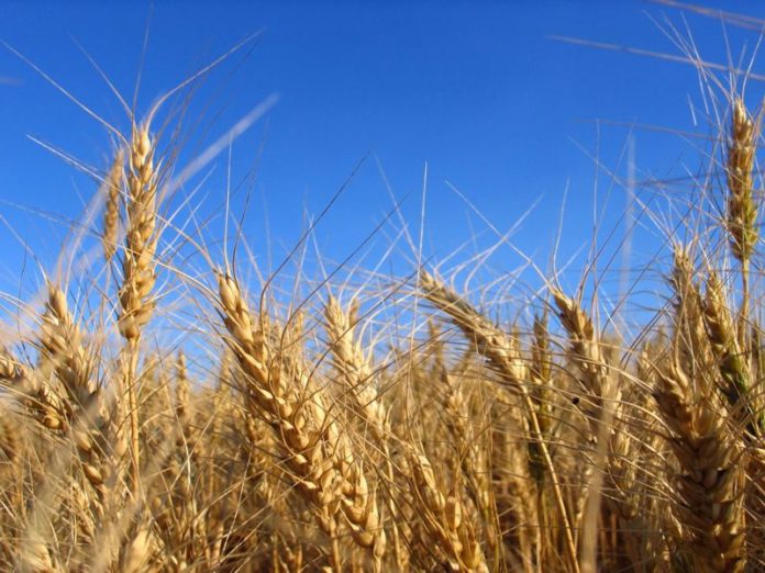agricoltura grano