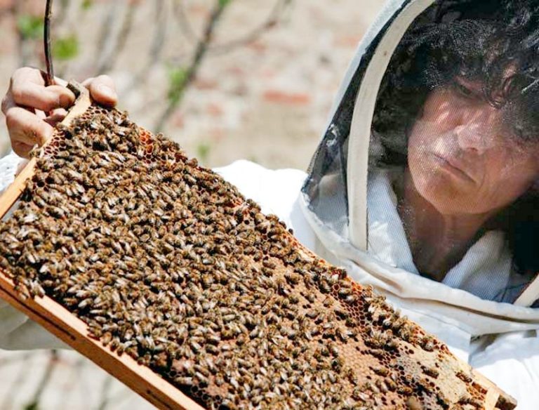 No ai neonicotinoidi, salviamo le api