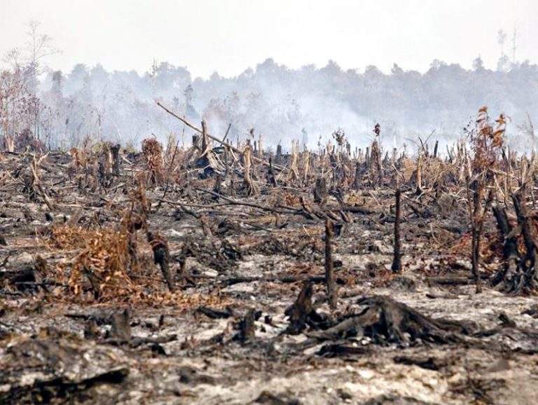 L’olio di palma «sostenibile» è insostenibile!