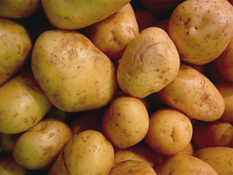 Stop alla patata Amflora