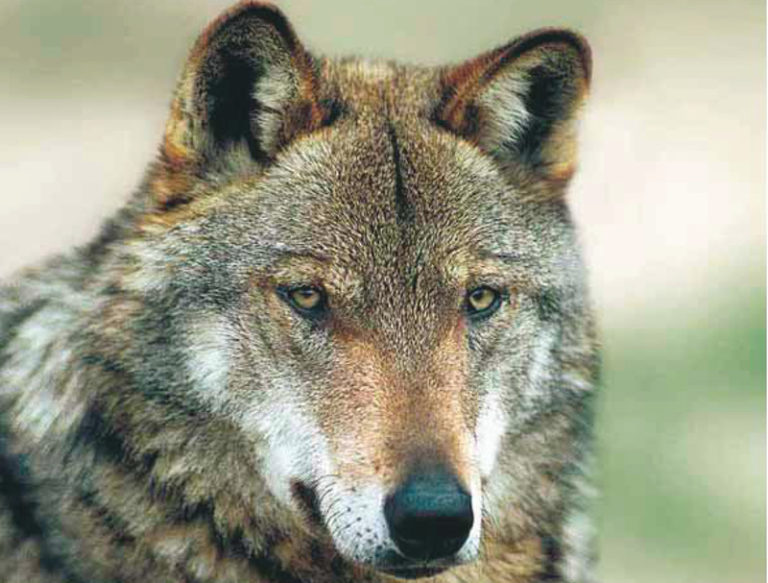 Altro lupo ucciso, nei parchi bracconieri a ruota libera