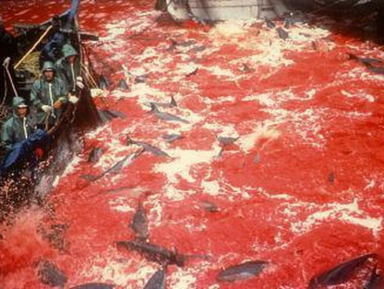 Senza ripensamenti il massacro dei delfini