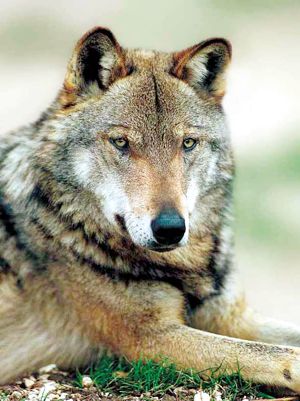 Ancora la favola dei lupi lanciati nelle aree protette