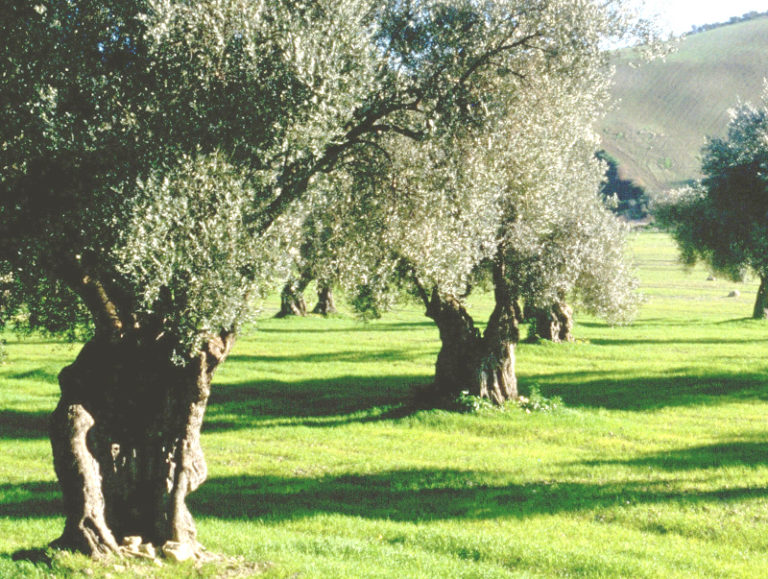 Xylella, perché la Puglia continua a distruggere gli ulivi?