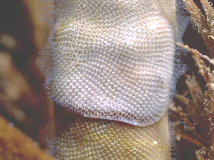 foto Wolfgang Siefarth; Marine Flatworms of the World