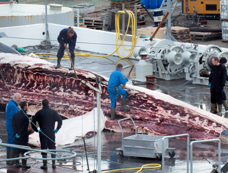 L’Islanda riprende la caccia alle balene
