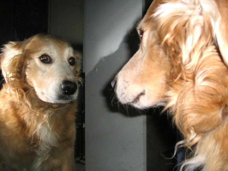 The sniff test of self-recognition confirmed: dogs have self-awareness