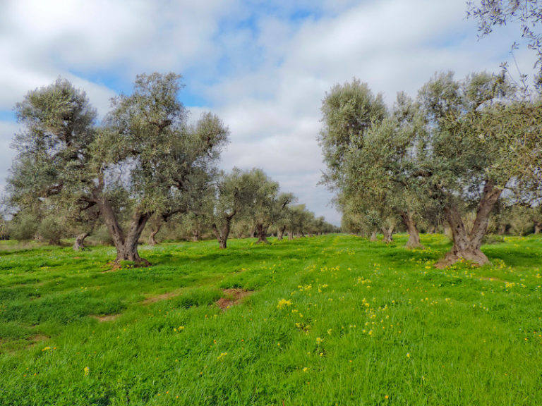 Imparare a potare gli olivi