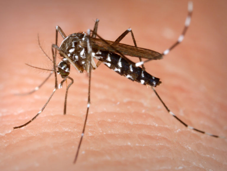 In aumento i casi di Chikungunya in Italia
