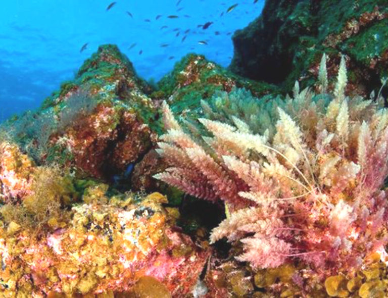 Australia, resta solo il 7% della barriera corallina