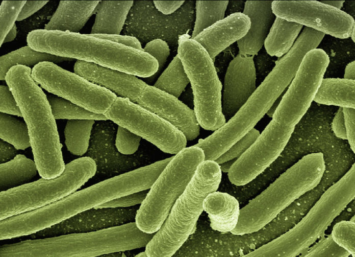 coli batteri