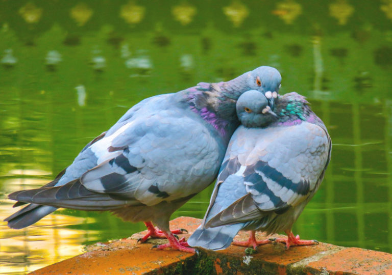 Gli uccelli distinguono i parenti «a naso»