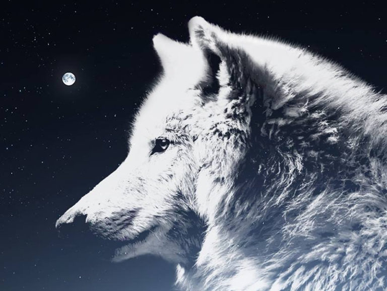 Il lupo… una presenza naturale ma bisogna gestire i conflitti