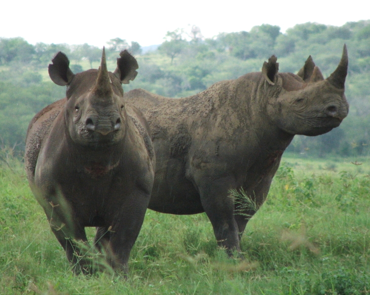 Sud Africa, lieve calo di rinoceronti uccisi