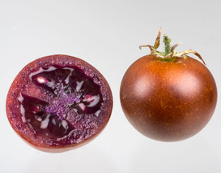Il pomodoro «bronzeo» contro le infiammazioni intestinali