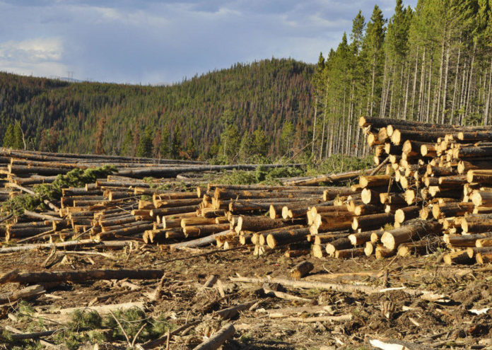 Deforestazione legno illegale