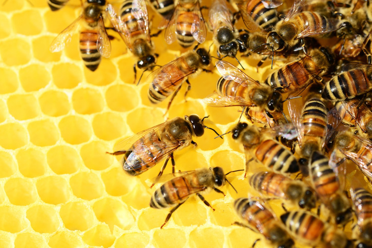 Stop all’insetticida nemico delle api