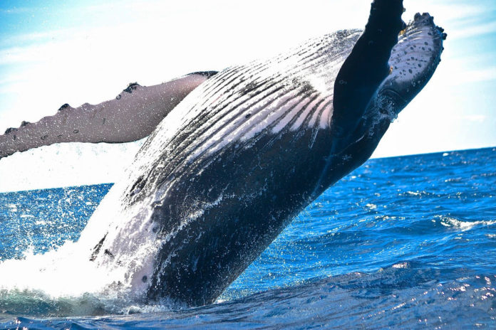 balena cetacei mare 82