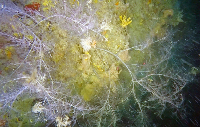 corallo nero mare tremiti Giovanni Chimienti 82