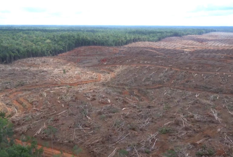 Deforestazione, nei conti Ue dimentica i costi ambientali