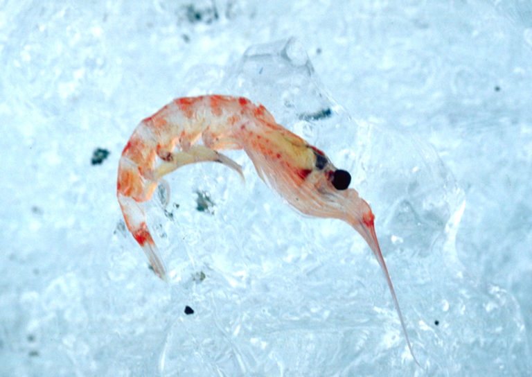 Compagnie di pesca s’impegnano a tutelare il krill