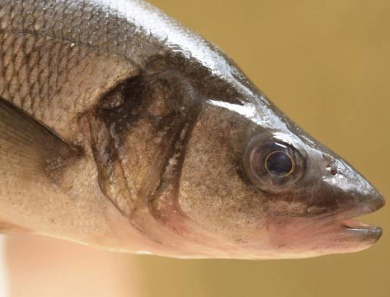 I pesci perderanno l’olfatto a causa del cambiamento climatico