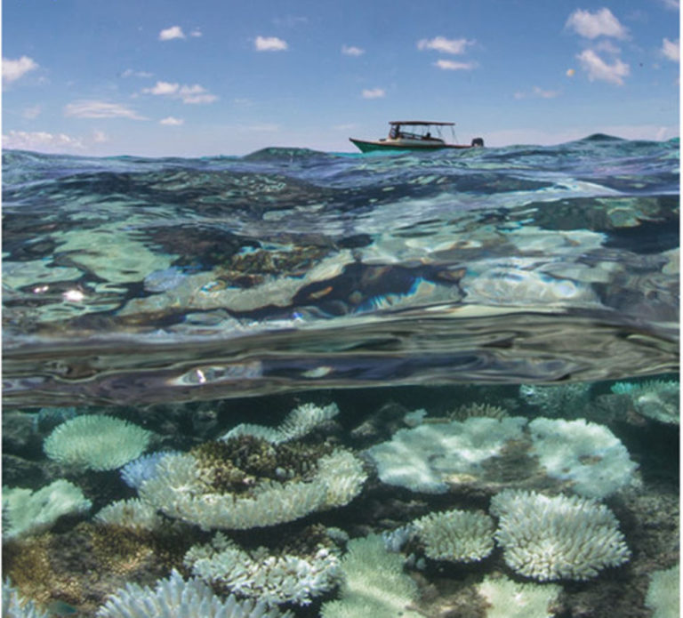 In Indonesia barriere coralline resistenti al calore