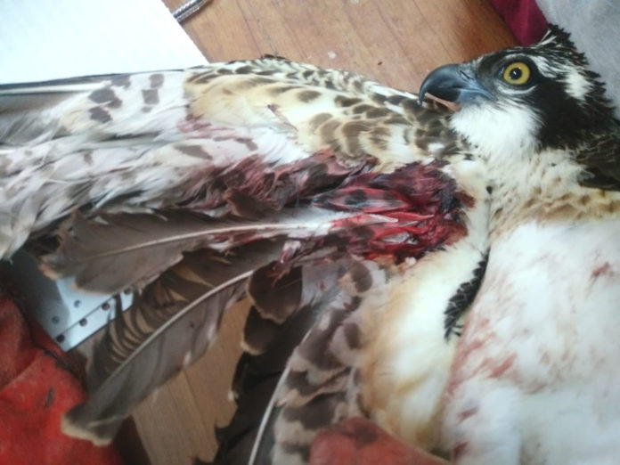 raro falco pescatore ferito in Sicilia