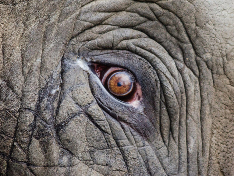 La lenta estinzione degli elefanti