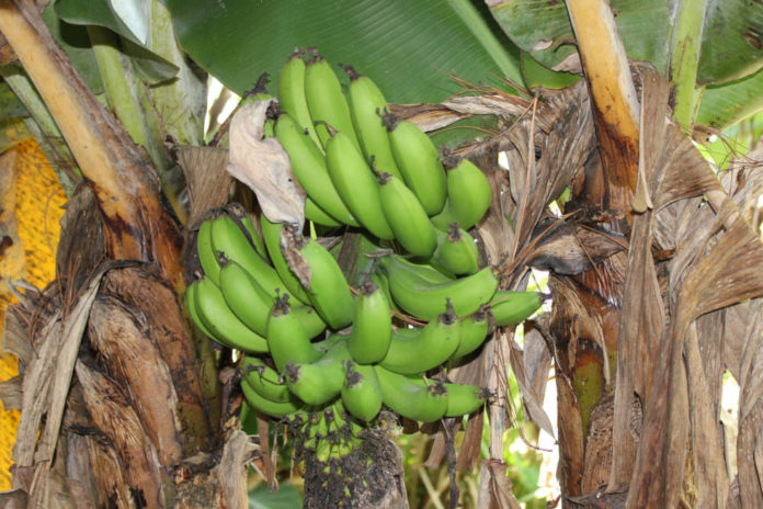honduras banane agricoltua