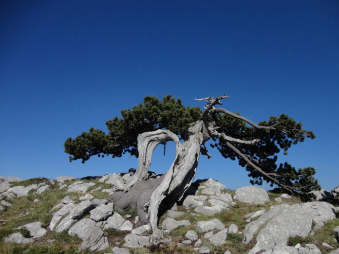 Pinus heldreichii subsp. leucodermis Basilicata