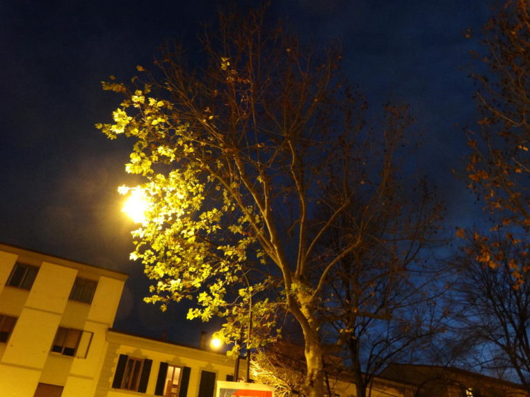 Così le luci artificiali stressano gli alberi?