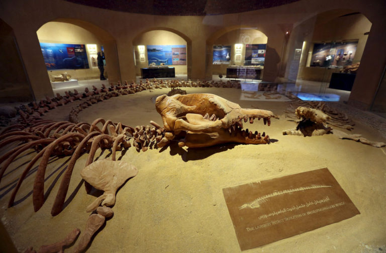 La balena dell’Eocene che mangiava i suoi simili